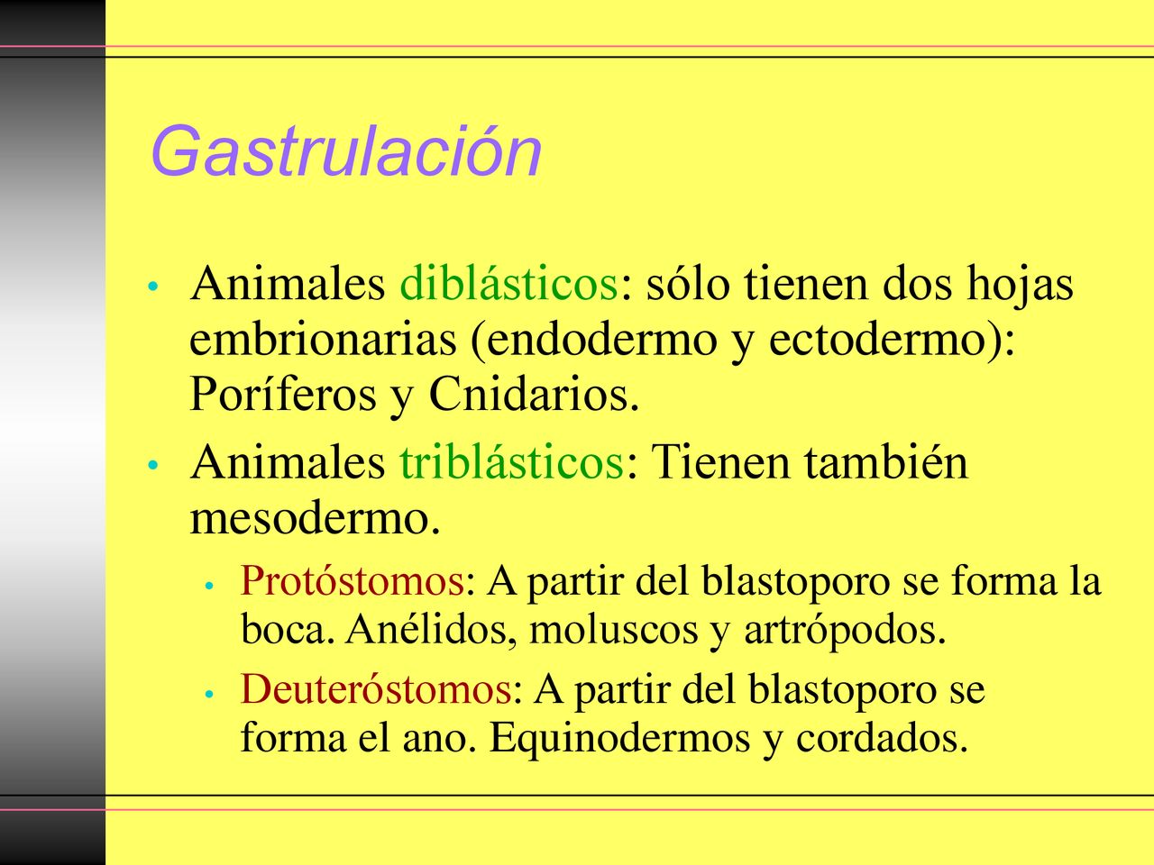 Gastrulación Animales diblásticos: sólo tienen dos hojas embrionarias (endodermo y ectodermo): Poríferos y Cnidarios.