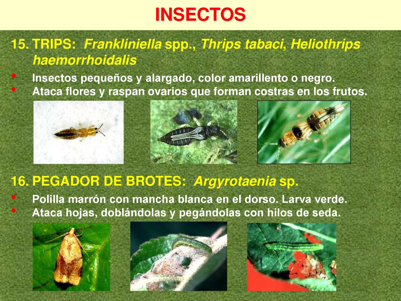 INSECTOS 15. TRIPS: Frankliniella spp., Thrips tabaci, Heliothrips haemorrhoidalis. Insectos pequeños y alargado, color amarillento o negro.