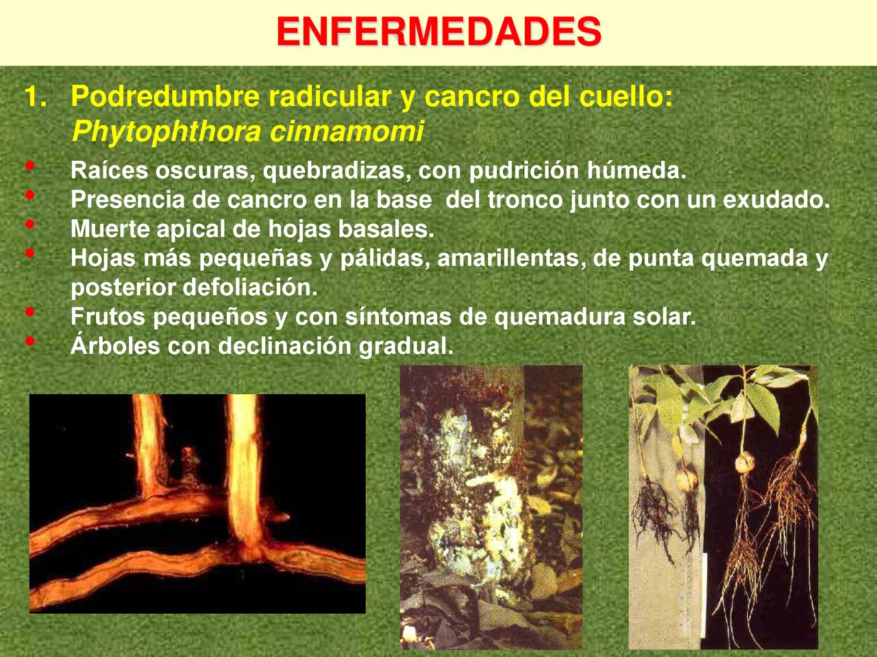 ENFERMEDADES 1. Podredumbre radicular y cancro del cuello: Phytophthora cinnamomi. Raíces oscuras, quebradizas, con pudrición húmeda.