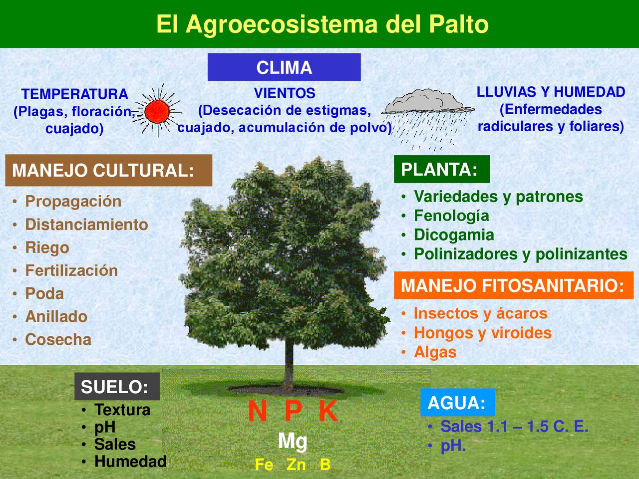 N P K El Agroecosistema del Palto - Mg CLIMA MANEJO CULTURAL: PLANTA: