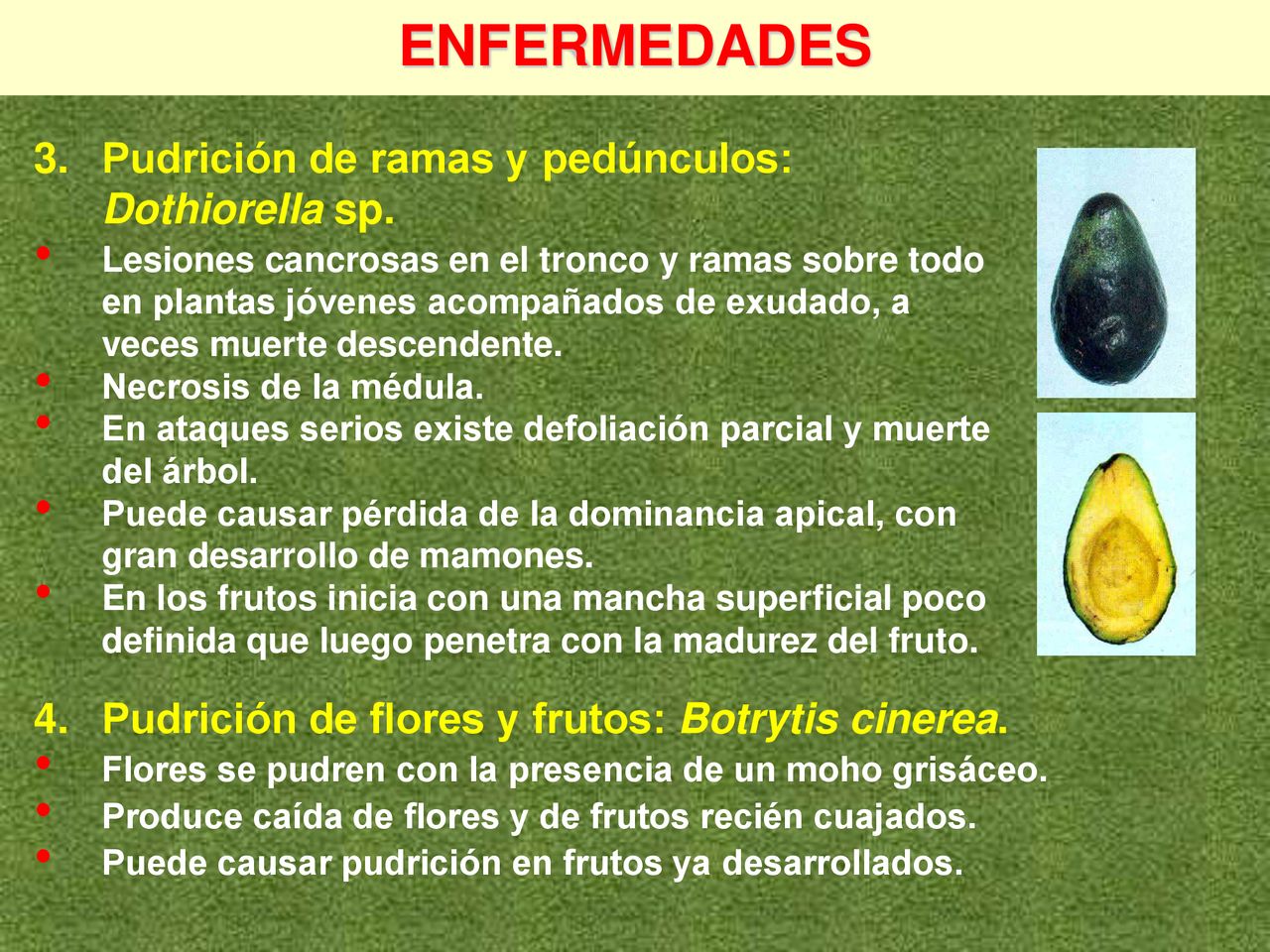 ENFERMEDADES 3. Pudrición de ramas y pedúnculos: Dothiorella sp.