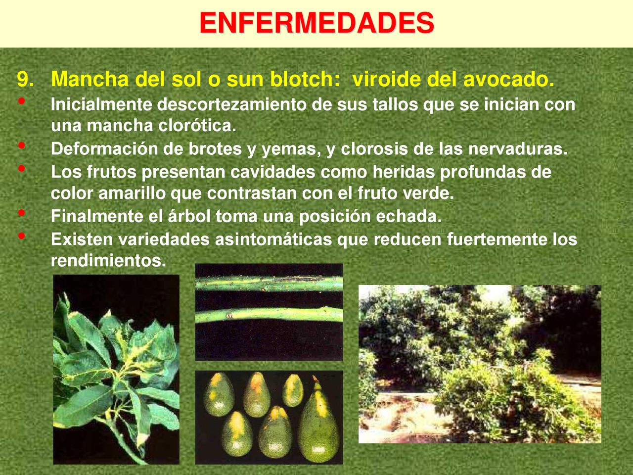 ENFERMEDADES 9. Mancha del sol o sun blotch: viroide del avocado.