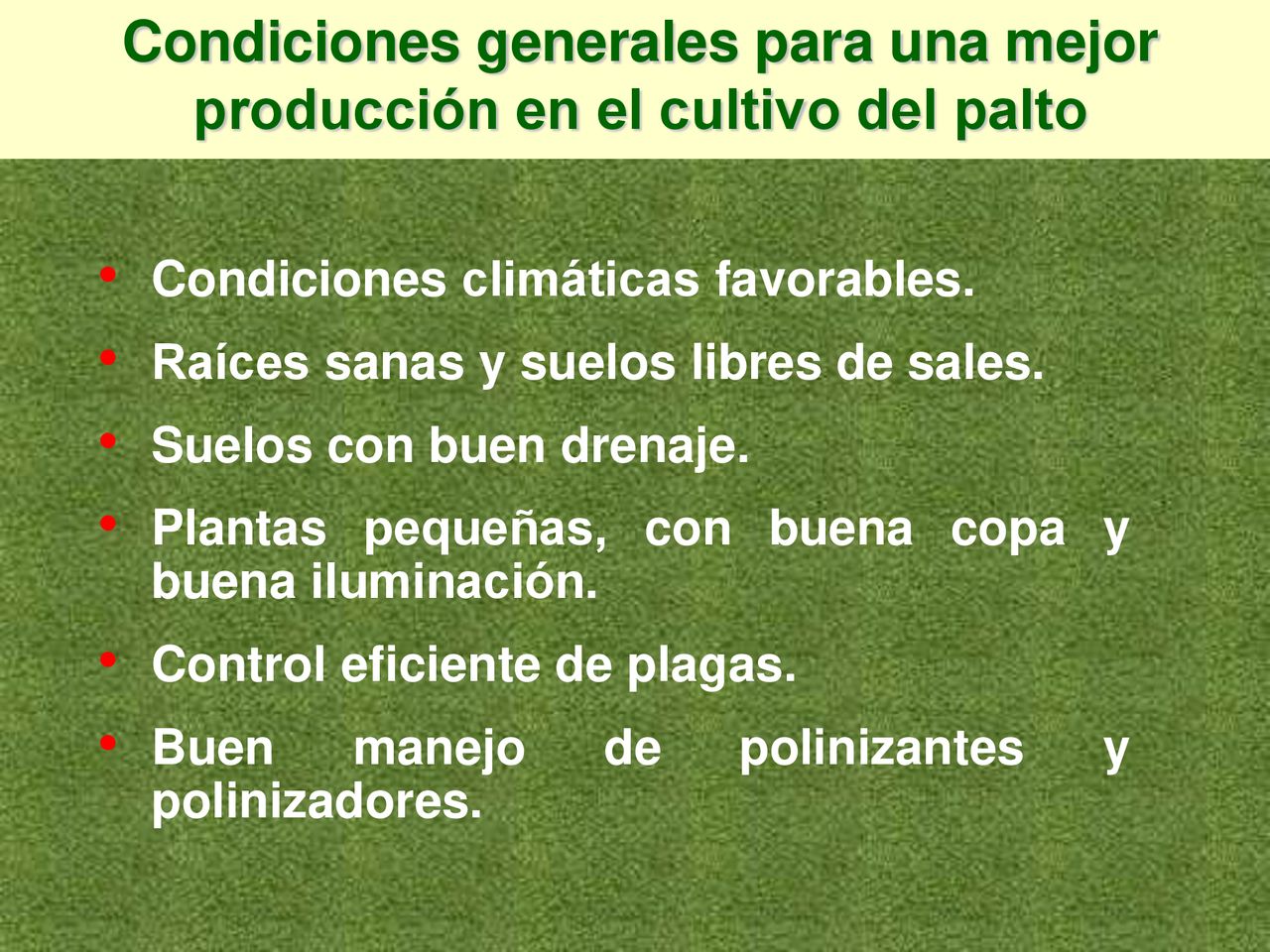 Condiciones generales para una mejor producción en el cultivo del palto