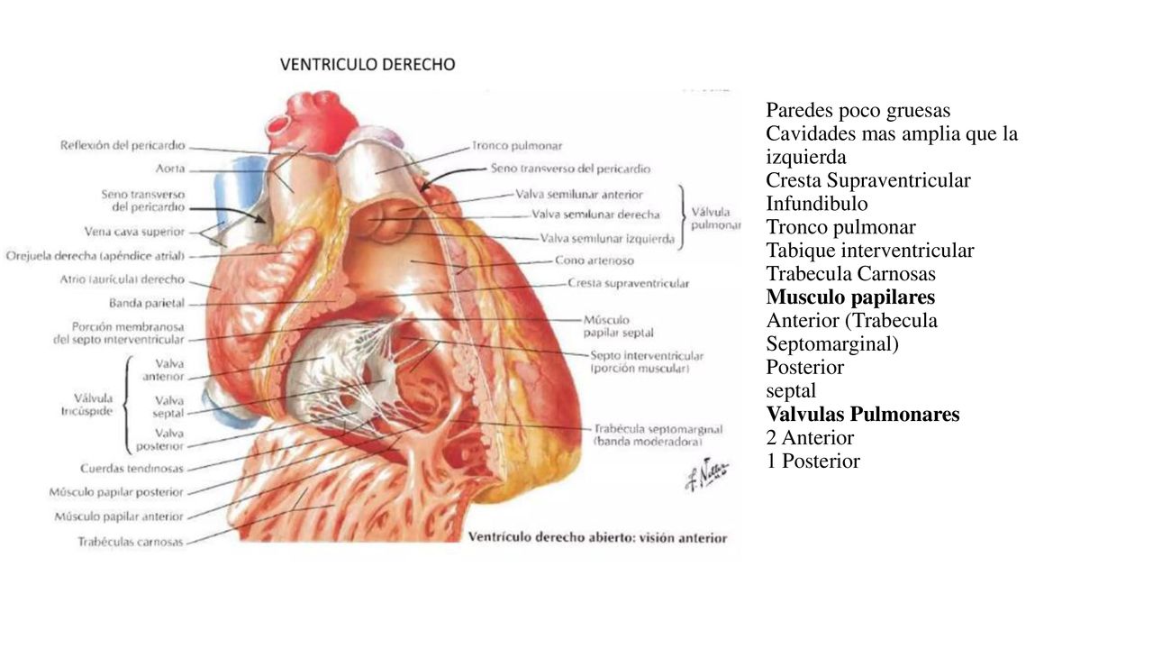 Paredes poco gruesas Cavidades mas amplia que la izquierda Cresta Supraventricular Infundibulo Tronco pulmonar Tabique interventricular Trabecula Carnosas Musculo papilares Anterior (Trabecula Septomarginal) Posterior septal Valvulas Pulmonares 2 Anterior 1 Posterior