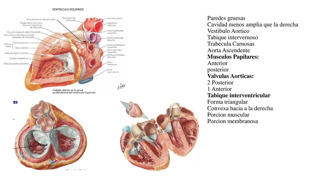 Paredes gruesas Cavidad menos amplia que la derecha Vestibulo Aortico Tabique intervernoso Trabecula Carnosas Aorta Ascendente Musculos Papilares: Anterior posterior Valvulas Aorticas: 2 Posterior 1 Anterior Tabique interventricular Forma triangular Convexa hacia a la derecha Porcion muscular Porcion membranosa