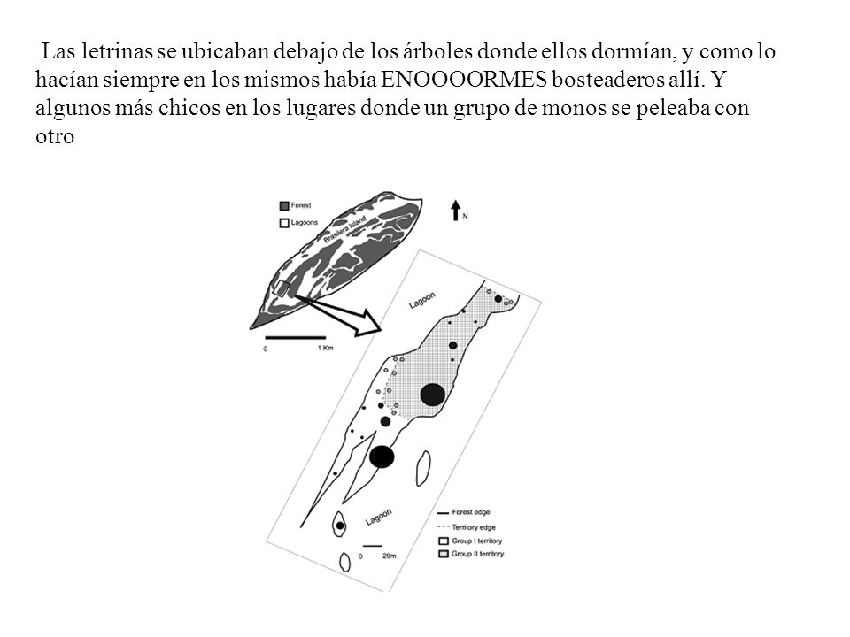 Las letrinas se ubicaban debajo de los árboles donde ellos dormían, y como lo hacían siempre en los mismos había ENOOOORMES bosteaderos allí.