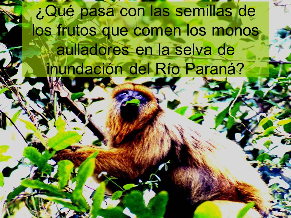 ¿Qué pasa con las semillas de los frutos que comen los monos aulladores en la selva de inundación del Río Paraná