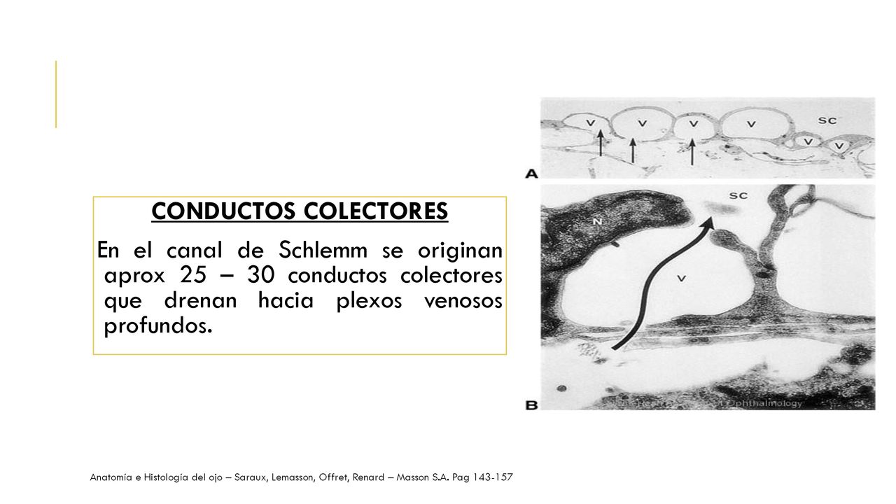 CONDUCTOS COLECTORES En el canal de Schlemm se originan aprox 25 – 30 conductos colectores que drenan hacia plexos venosos profundos.