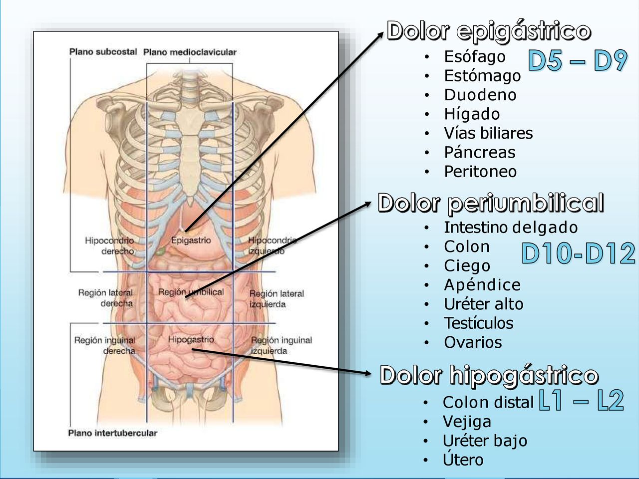 Esófago Estómago. Duodeno. Hígado. Vías biliares. Páncreas. Peritoneo. Intestino delgado. Colon.