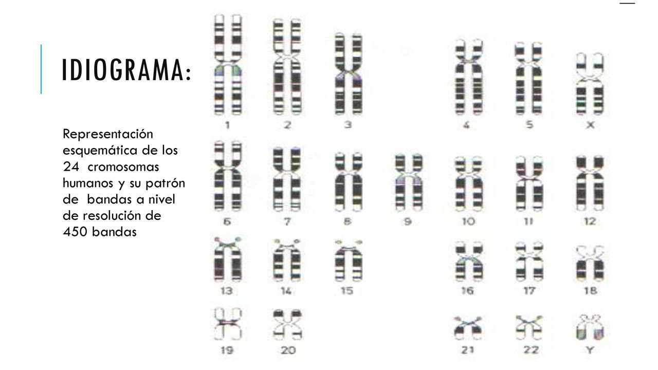 Idiograma: Representación esquemática de los 24 cromosomas humanos y su patrón de bandas a nivel de resolución de 450 bandas.
