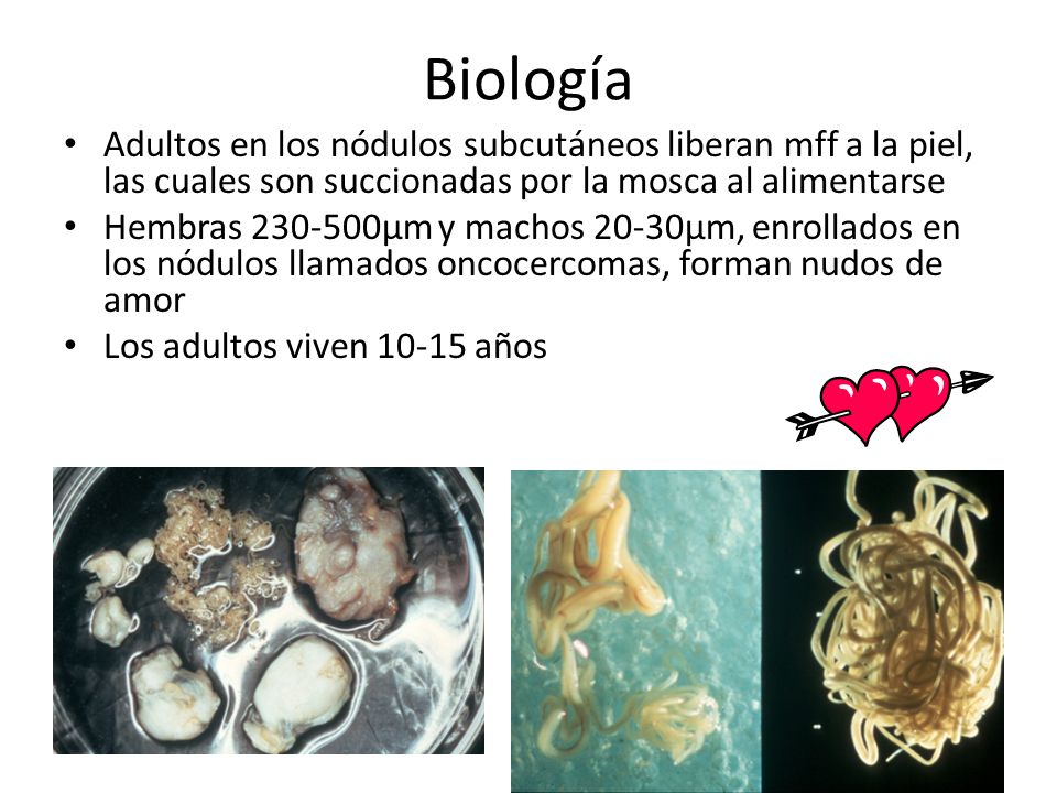 Biología Adultos en los nódulos subcutáneos liberan mff a la piel, las cuales son succionadas por la mosca al alimentarse.