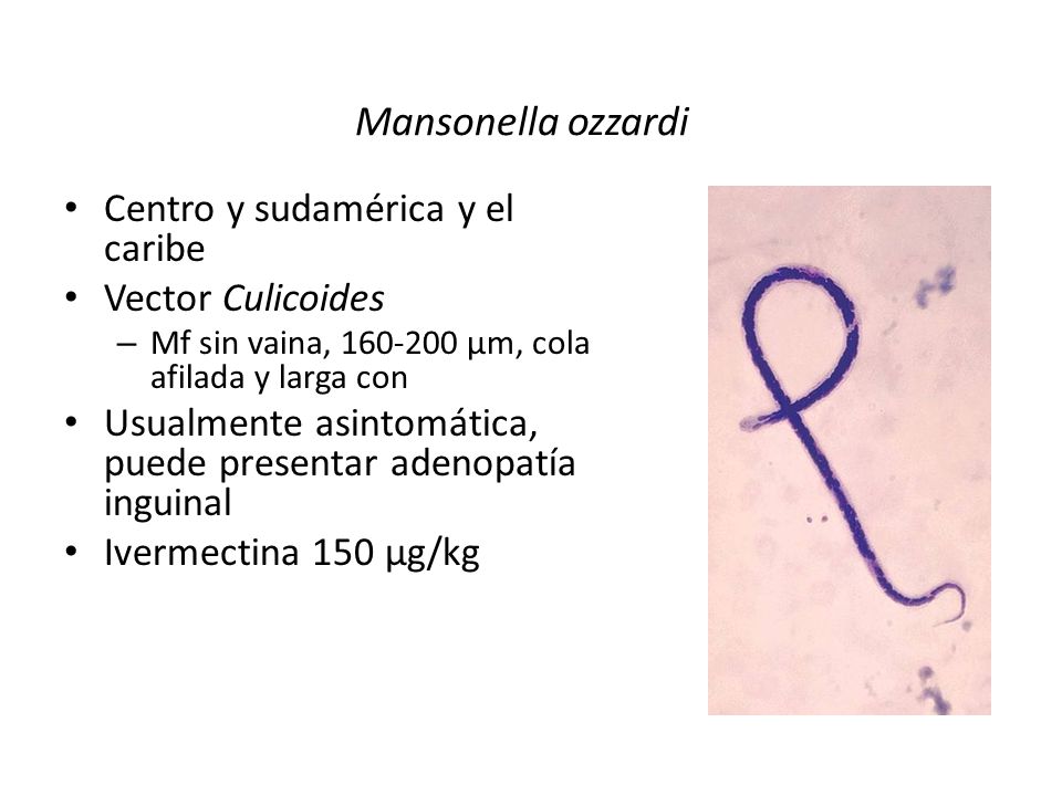 Mansonella ozzardi Centro y sudamérica y el caribe Vector Culicoides