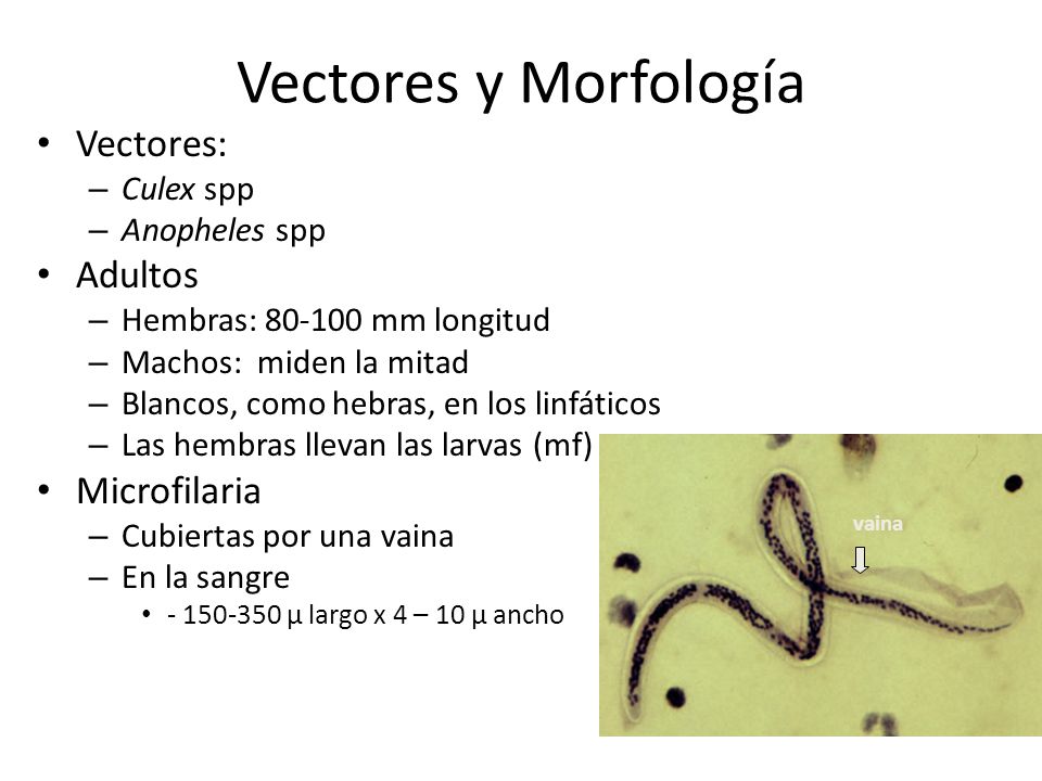 Vectores y Morfología Vectores: Adultos Microfilaria Culex spp
