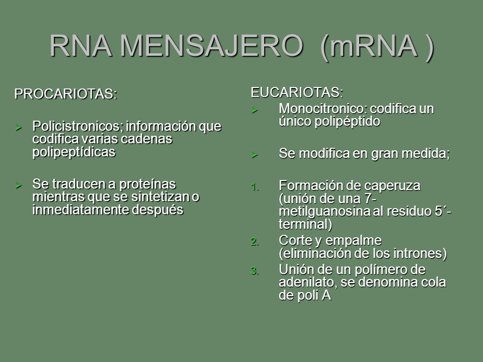 RNA MENSAJERO (mRNA ) PROCARIOTAS: EUCARIOTAS: