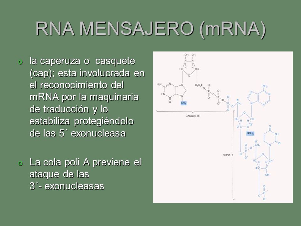 RNA MENSAJERO (mRNA)