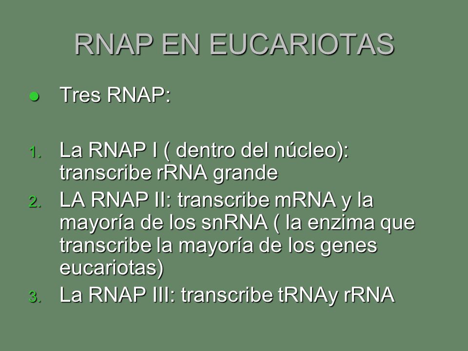 RNAP EN EUCARIOTAS Tres RNAP: