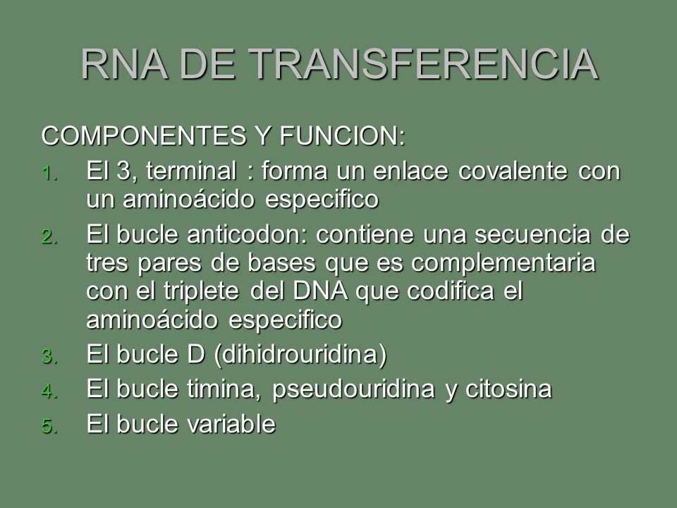 RNA DE TRANSFERENCIA COMPONENTES Y FUNCION: