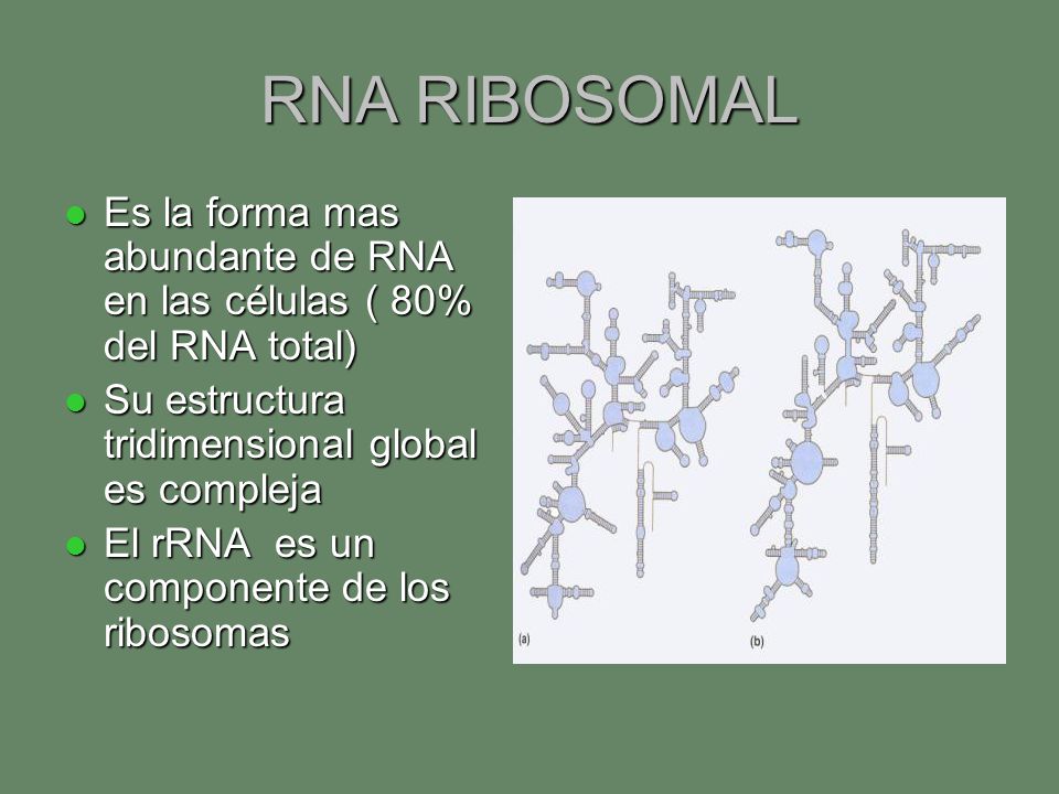 RNA RIBOSOMAL Es la forma mas abundante de RNA en las células ( 80% del RNA total) Su estructura tridimensional global es compleja.