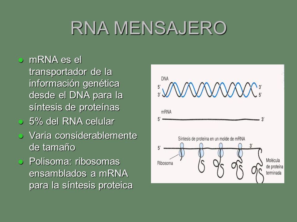 RNA MENSAJERO mRNA es el transportador de la información genética desde el DNA para la síntesis de proteínas.