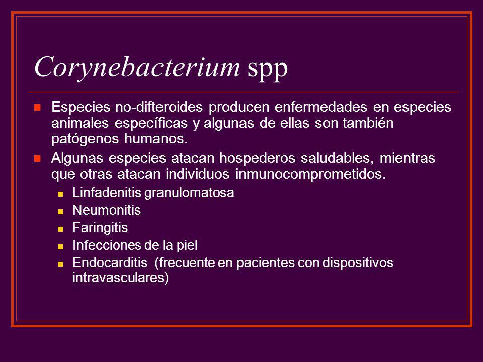 Corynebacterium spp Especies no-difteroides producen enfermedades en especies animales específicas y algunas de ellas son también patógenos humanos.
