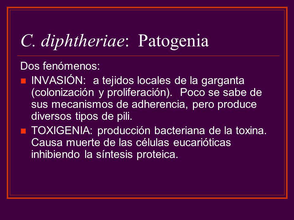 C. diphtheriae: Patogenia