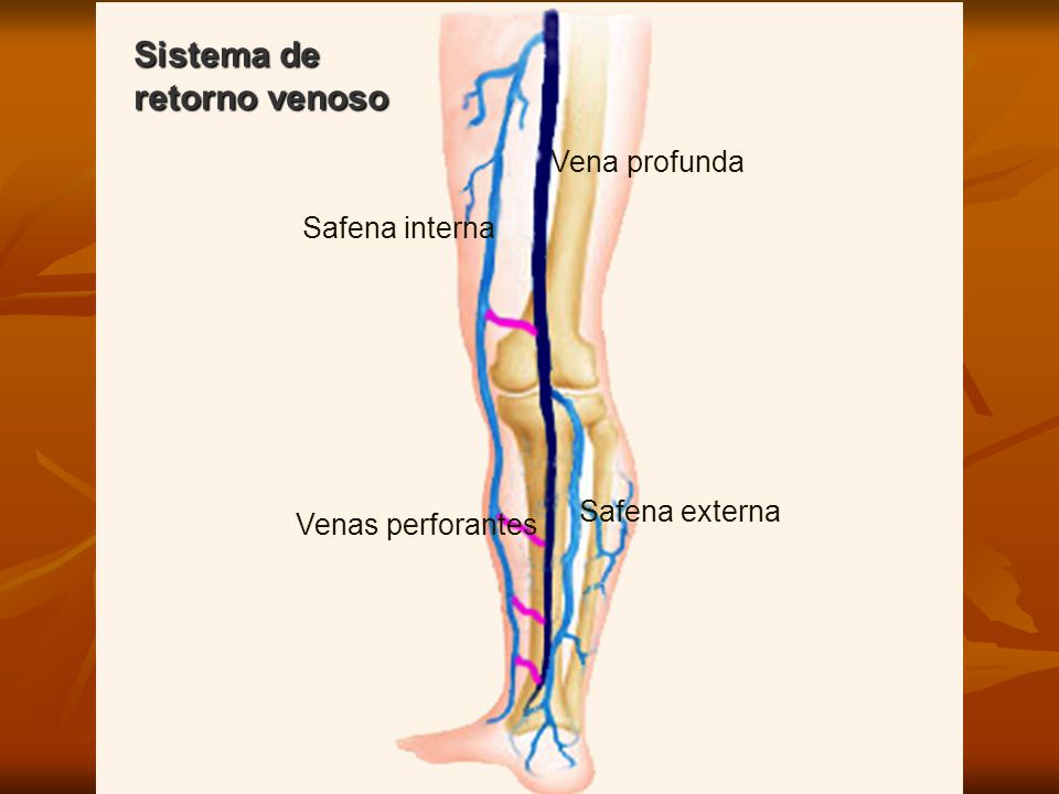 Sistema de retorno venoso Vena profunda Safena interna Safena externa