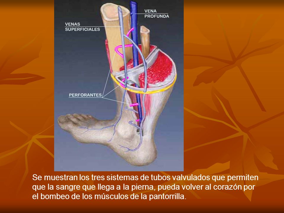 Se muestran los tres sistemas de tubos valvulados que permiten