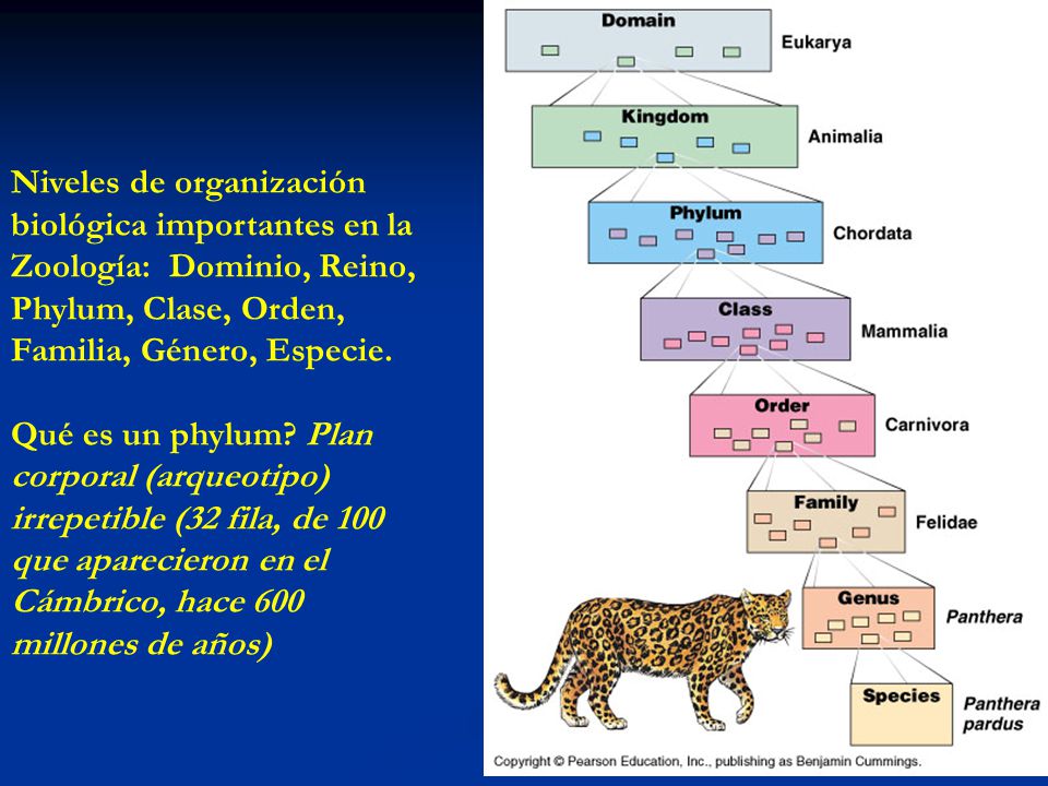 Niveles de organización biológica importantes en la Zoología: Dominio, Reino, Phylum, Clase, Orden, Familia, Género, Especie.