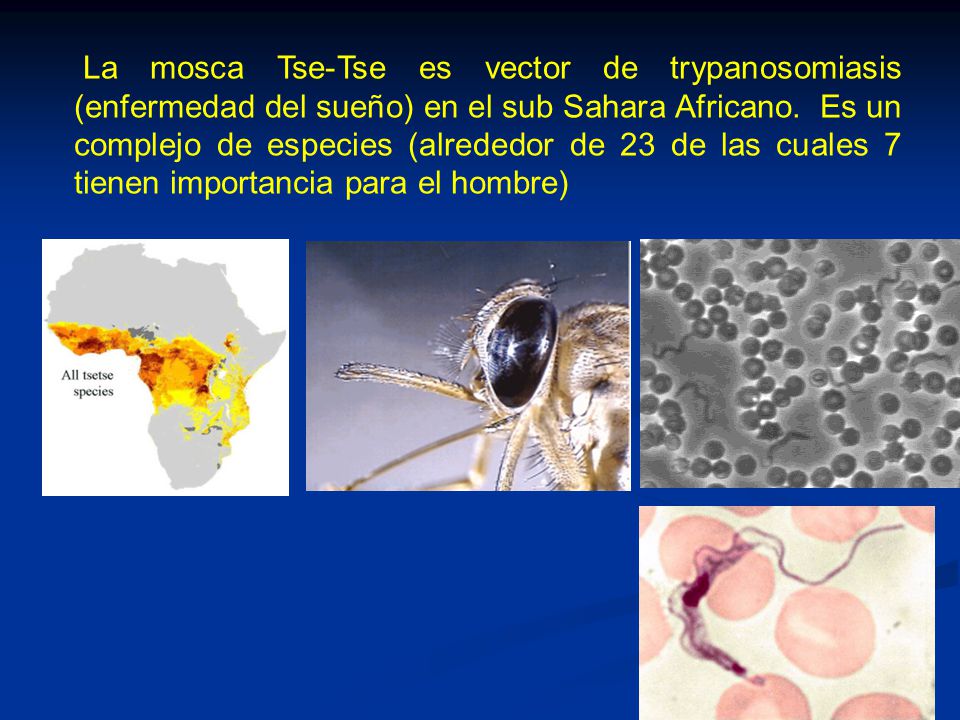 La mosca Tse-Tse es vector de trypanosomiasis (enfermedad del sueño) en el sub Sahara Africano.