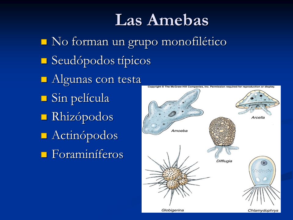 Las Amebas No forman un grupo monofilético Seudópodos típicos