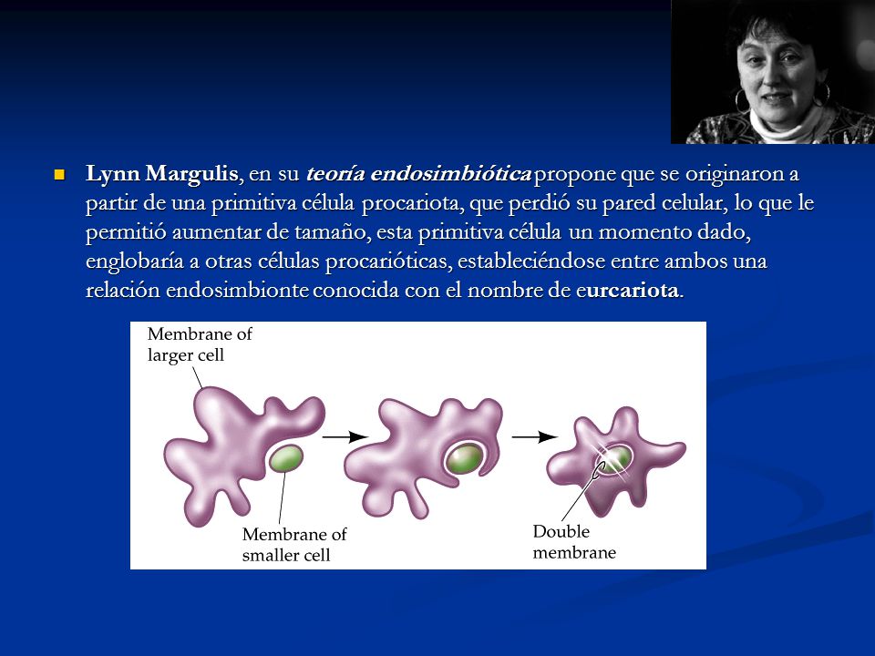 Lynn Margulis, en su teoría endosimbiótica propone que se originaron a partir de una primitiva célula procariota, que perdió su pared celular, lo que le permitió aumentar de tamaño, esta primitiva célula un momento dado, englobaría a otras células procarióticas, estableciéndose entre ambos una relación endosimbionte conocida con el nombre de eurcariota.