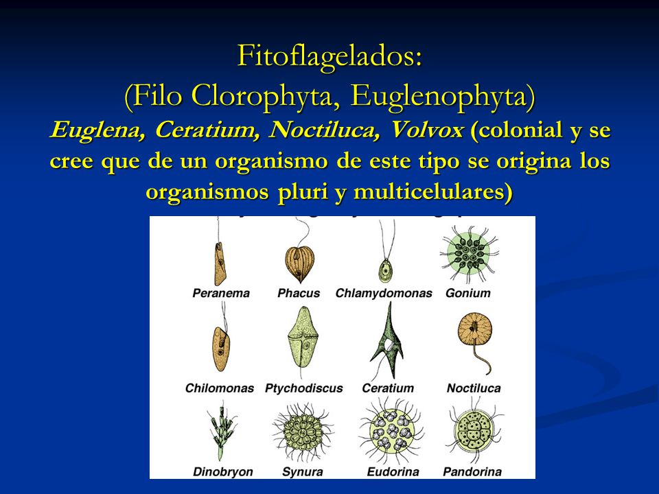 Fitoflagelados: (Filo Clorophyta, Euglenophyta) Euglena, Ceratium, Noctiluca, Volvox (colonial y se cree que de un organismo de este tipo se origina los organismos pluri y multicelulares)