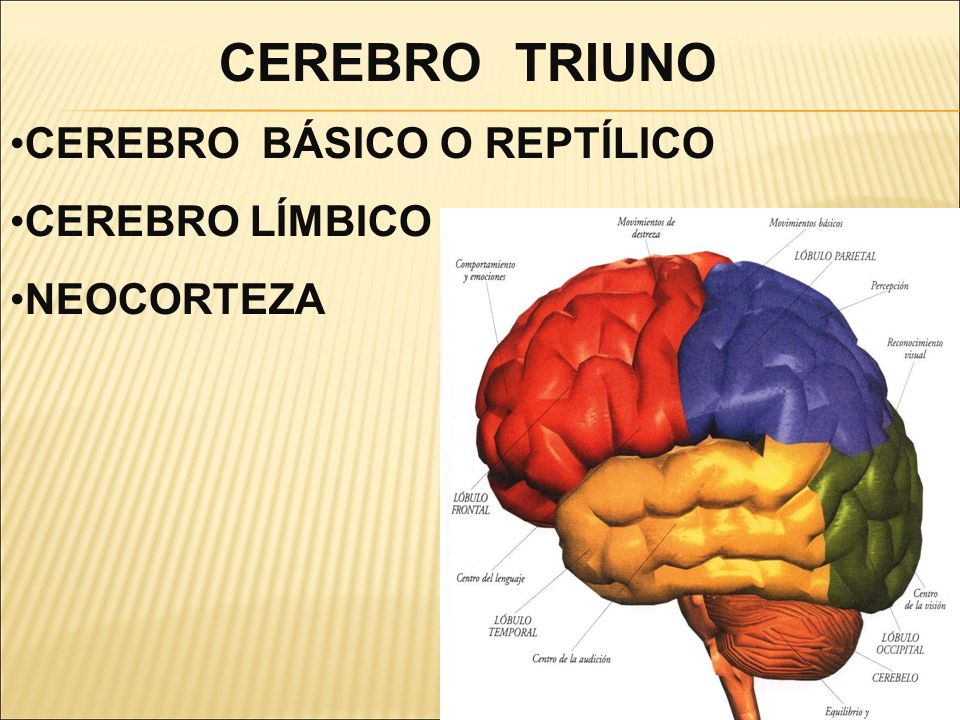 CEREBRO TRIUNO CEREBRO BÁSICO O REPTÍLICO CEREBRO LÍMBICO NEOCORTEZA