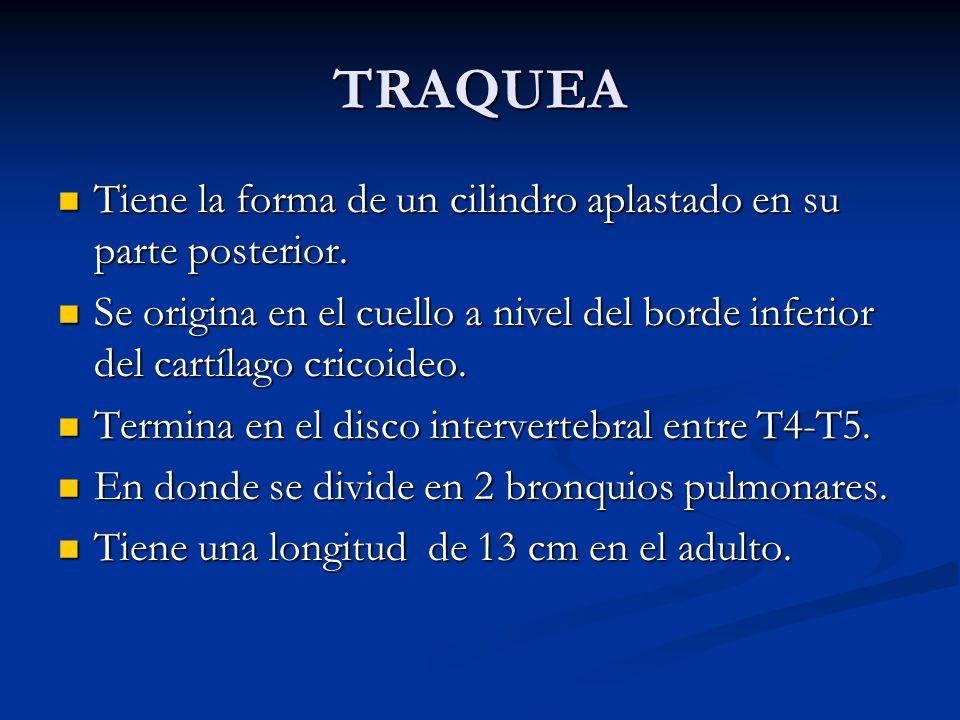 TRAQUEA Tiene la forma de un cilindro aplastado en su parte posterior.