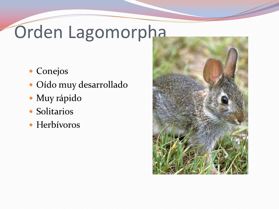 Orden Lagomorpha Conejos Oído muy desarrollado Muy rápido Solitarios
