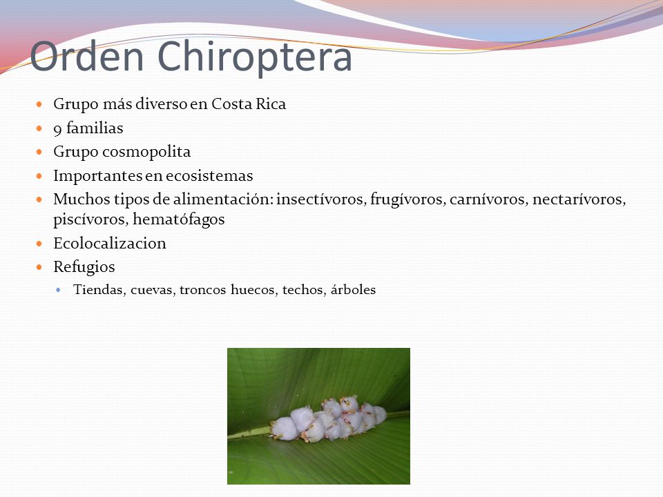 Orden Chiroptera Grupo más diverso en Costa Rica 9 familias