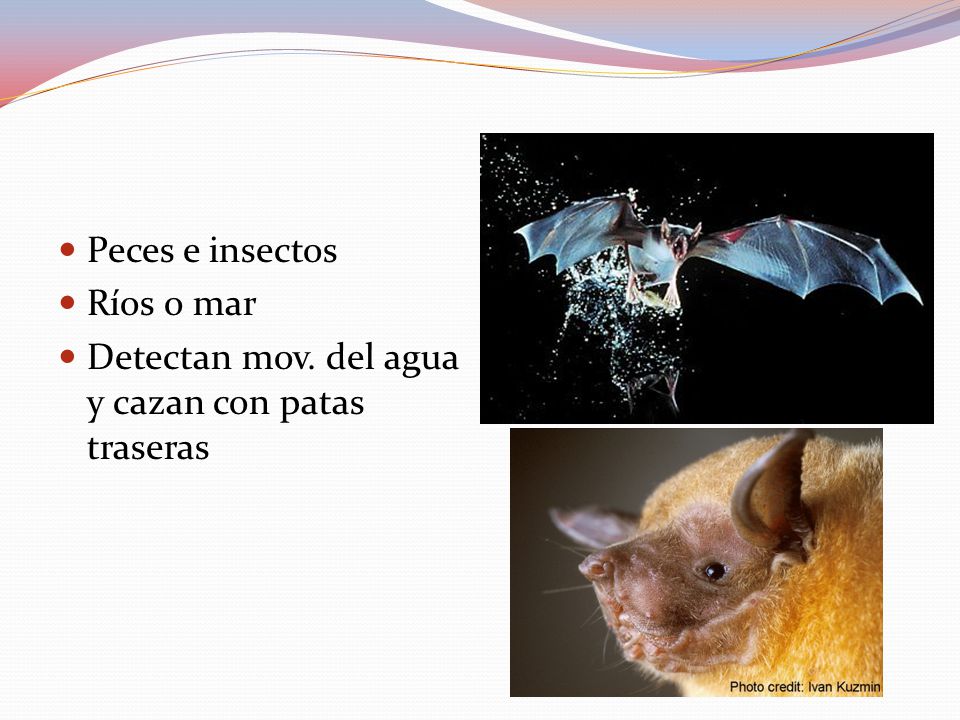 Peces e insectos Ríos o mar Detectan mov. del agua y cazan con patas traseras