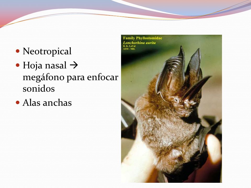 Neotropical Hoja nasal  megáfono para enfocar sonidos Alas anchas