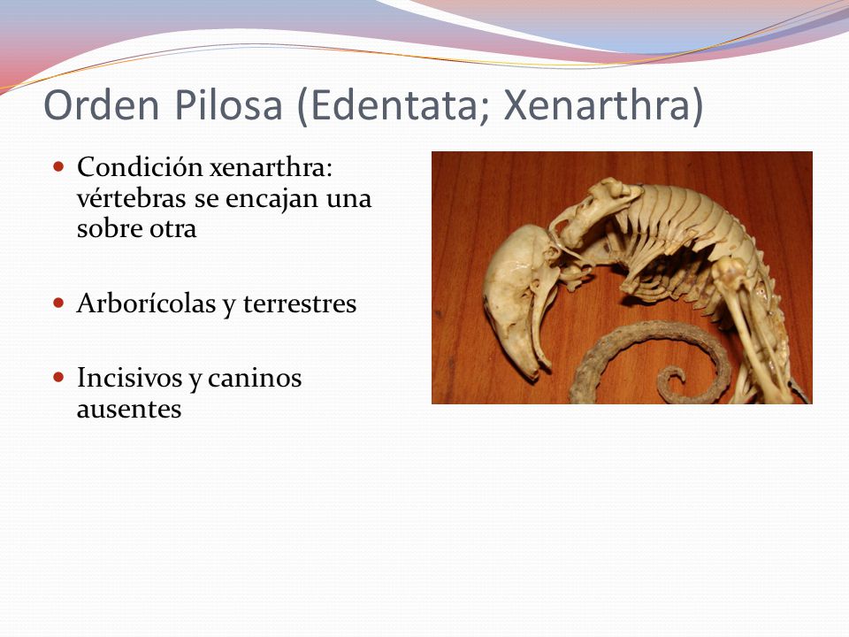 Orden Pilosa (Edentata; Xenarthra)