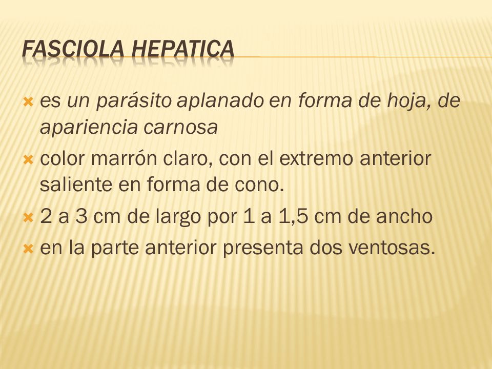 Fasciola hepatica es un parásito aplanado en forma de hoja, de apariencia carnosa.