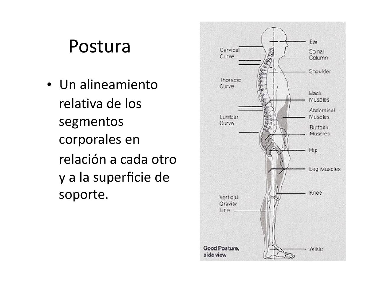 Postura • Un alineamiento relativa de los segmentos corporales en