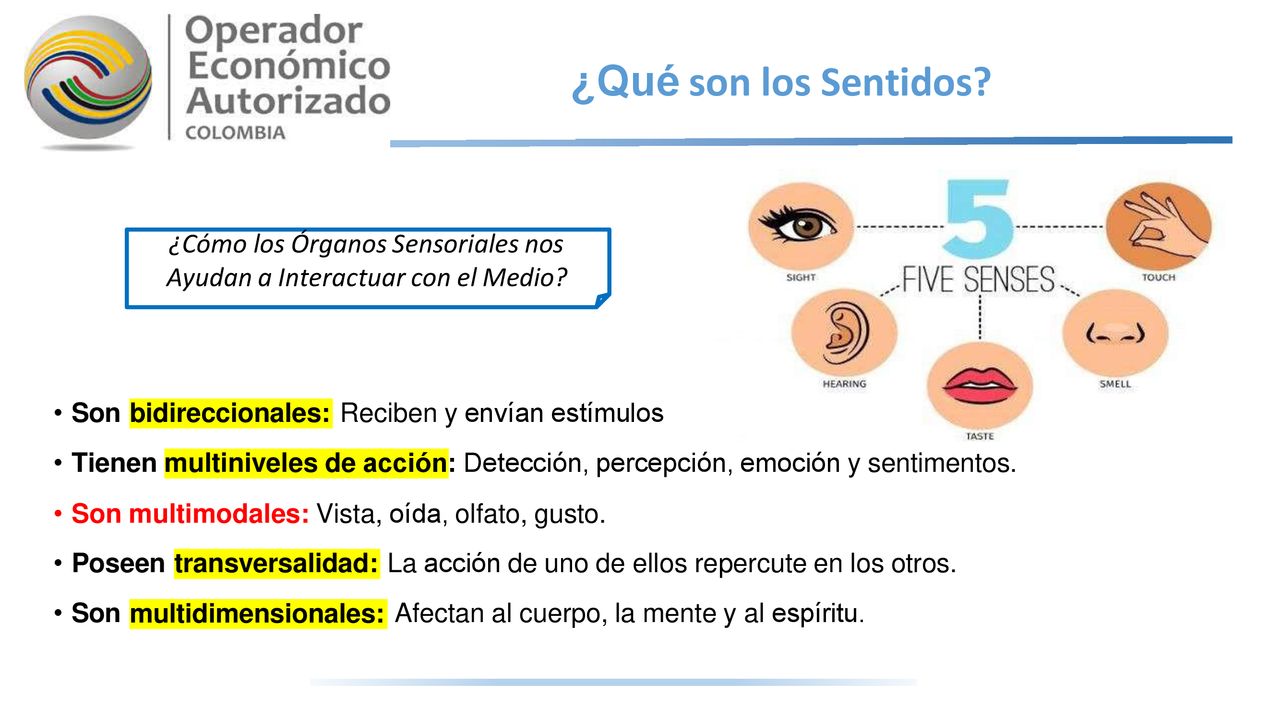 ¿Qué son los Sentidos ¿Cómo los Órganos Sensoriales nos Ayudan a Interactuar con el Medio Son Reciben y envían estímulos.