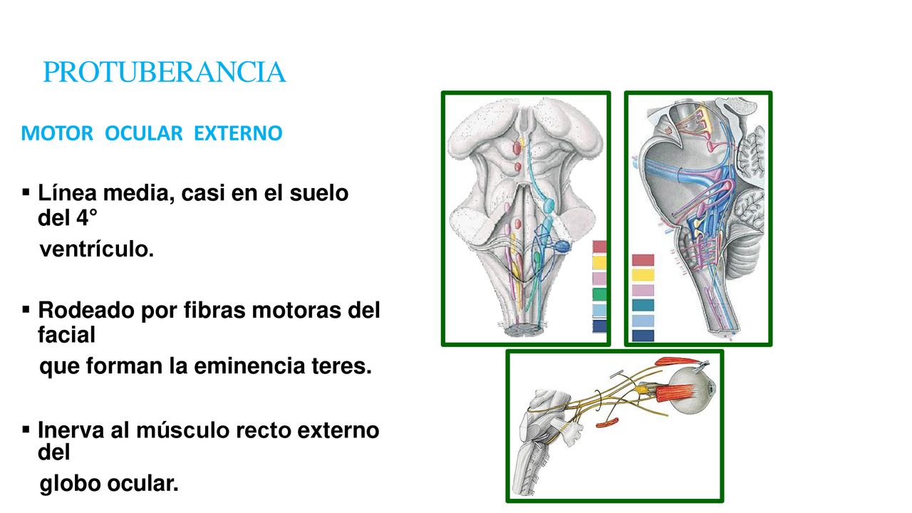 PROTUBERANCIA MOTOR OCULAR EXTERNO Línea media, casi en el suelo