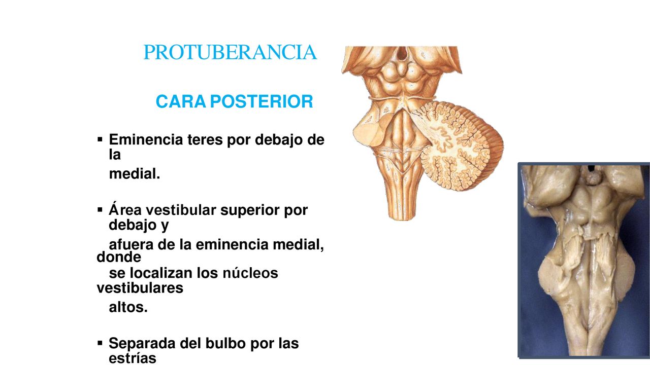 PROTUBERANCIA CARA POSTERIOR Eminencia teres por debajo de la medial.