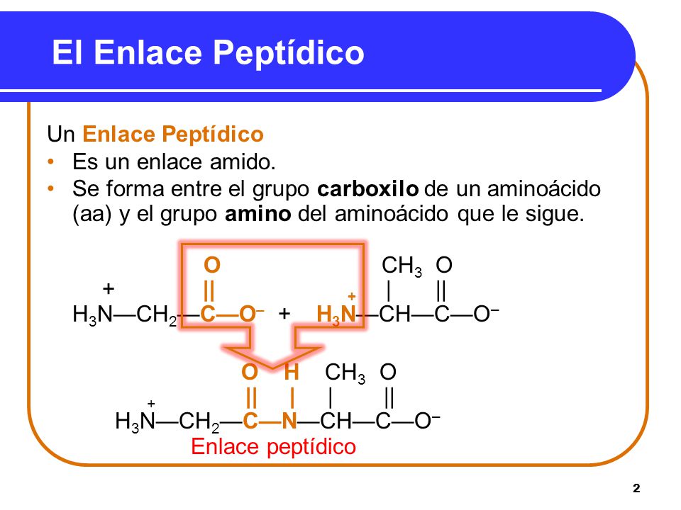 El Enlace Peptídico Un Enlace Peptídico Es un enlace amido.