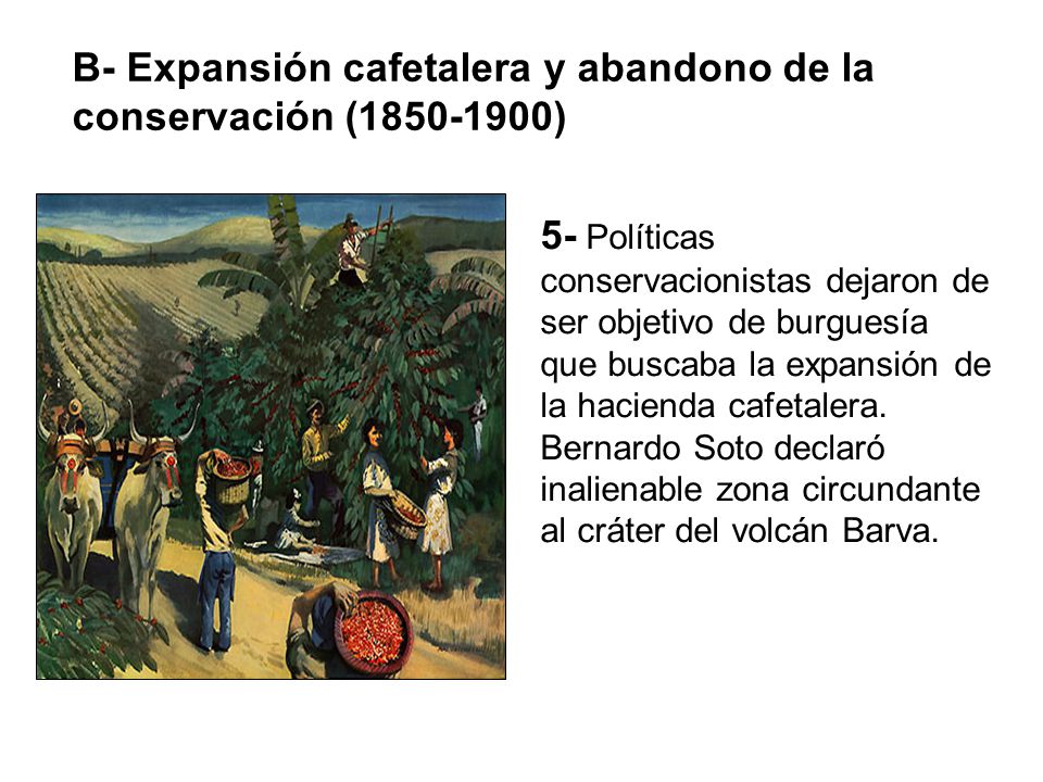 B- Expansión cafetalera y abandono de la conservación ( )