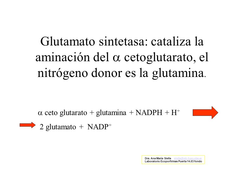 Glutamato sintetasa: cataliza la aminación del a cetoglutarato, el nitrógeno donor es la glutamina.