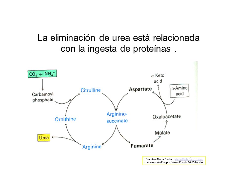 La eliminación de urea está relacionada con la ingesta de proteínas .