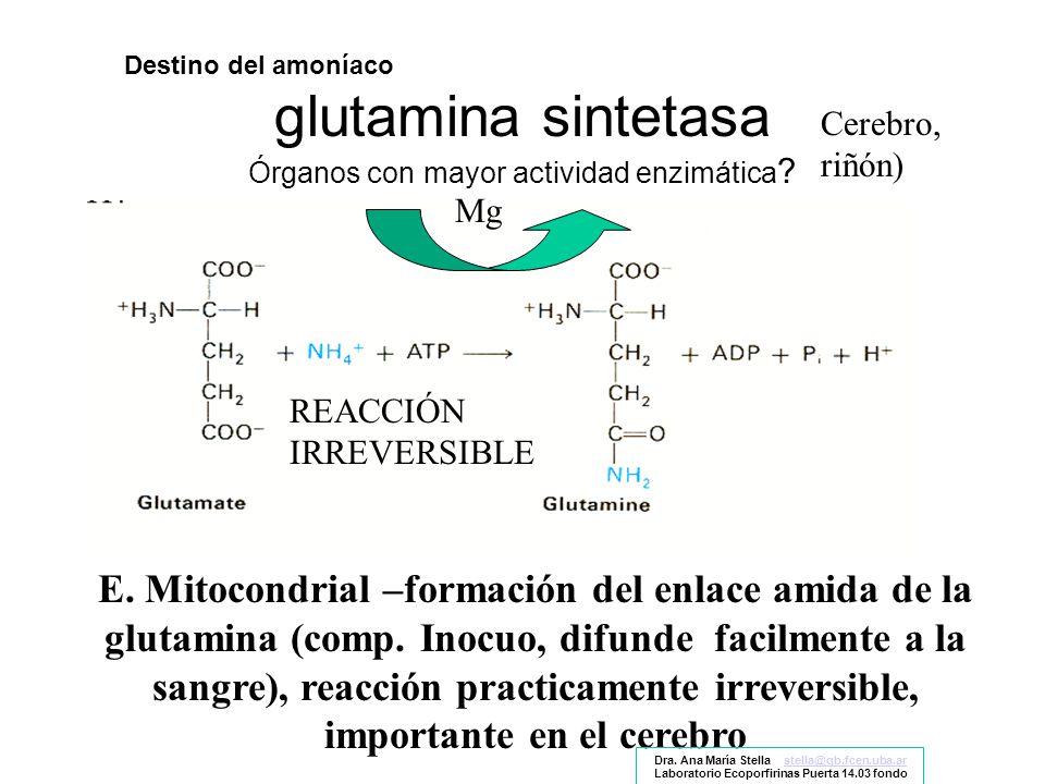 Órganos con mayor actividad enzimática
