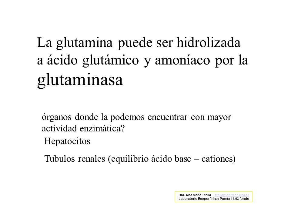 La glutamina puede ser hidrolizada a ácido glutámico y amoníaco por la glutaminasa